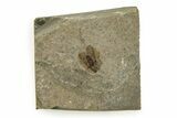 Detailed Fossil March Fly (Plecia) - Wyoming #245710-1